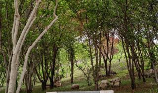 石家庄植物园门票 石家庄植物园门票