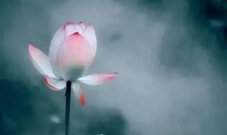 佛前一朵莲花歌曲原唱 我是佛前的一朵青莲