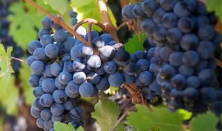 甜蜜蓝宝石葡萄飞鸟架型栽植密度 甜蜜蓝宝石葡萄苗