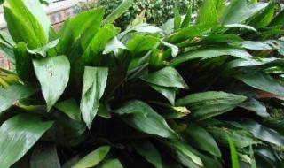 新家除甲醛 新家除甲醛