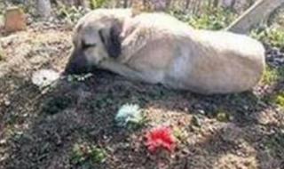 狗狗去世了该怎么处理 最聪明狗狗去世