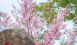 顾村公园和上海植物园哪个大 上海顾村公园地址