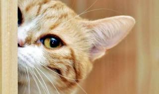 千万不要偷看猫咪洗澡 千万不要偷看猫咪洗澡