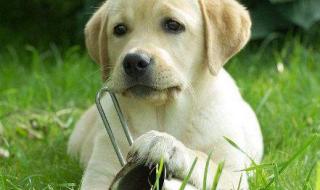 怎样训练金毛寻回犬 怎样训练金毛寻回犬